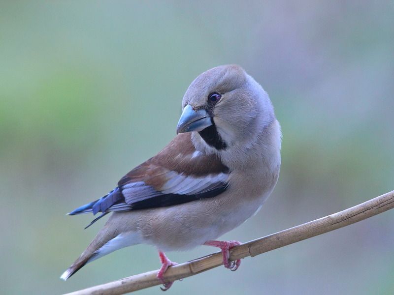 coccothraustes coccothraustes, дубонос, Дубоносphoto preview