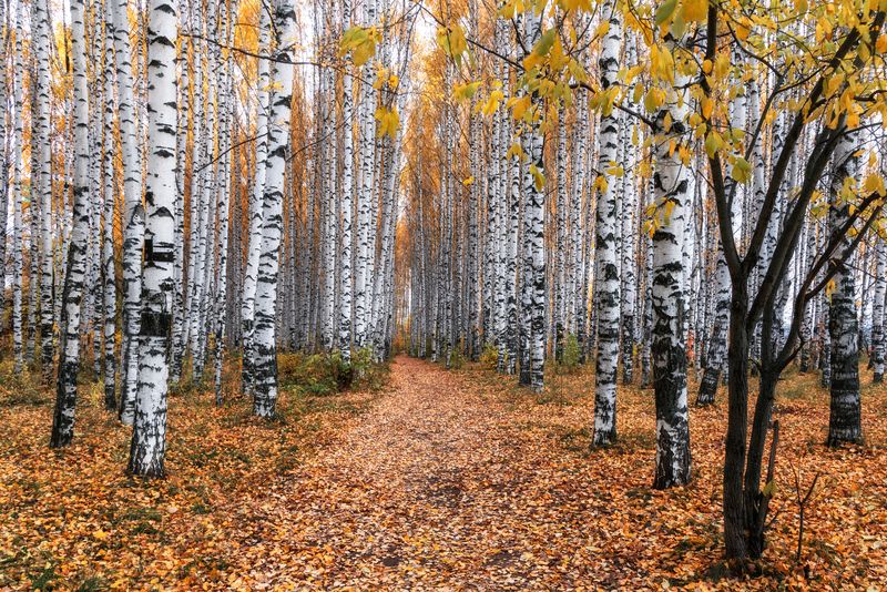 Осеньphoto preview