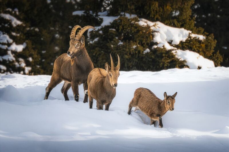 Семья Тянь-шаньских козерогов фото превью