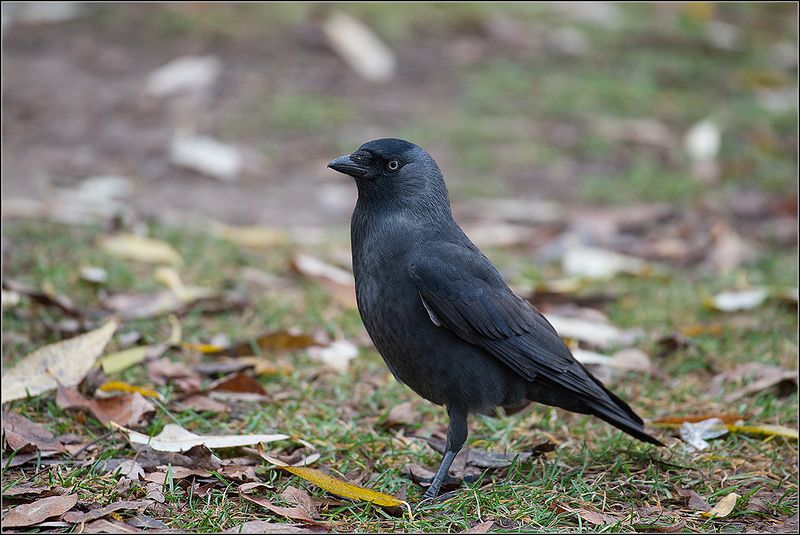 москва, ноябрь, парк, галка *photo preview