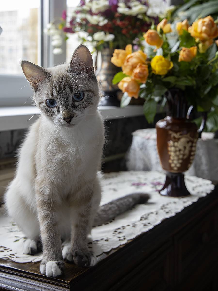 животные, кошки, котята, Охос Азулес, голубоглазые кошки, интерьер, Приходько Ирина