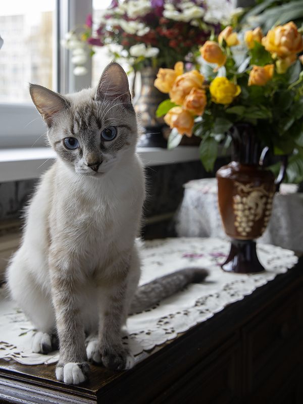 животные, кошки, котята, Охос Азулес, голубоглазые кошки, интерьер Портрет подросшего Айсаphoto preview