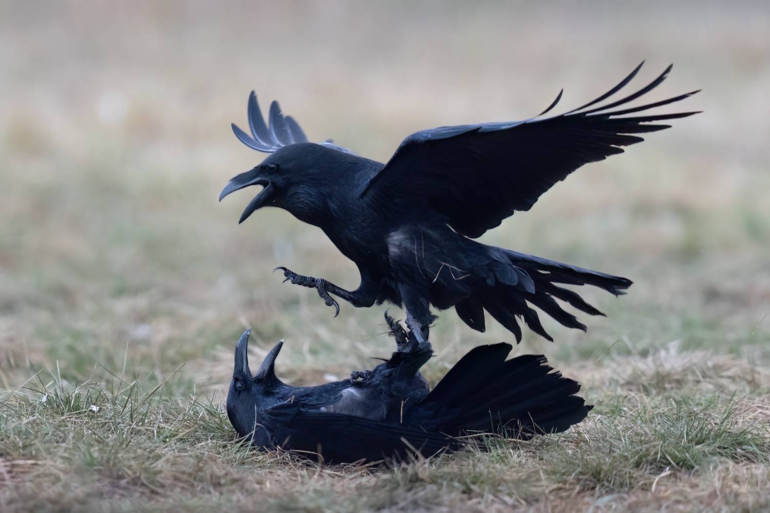 ***. Автор: Фруман Евгений , Фруман Евгений