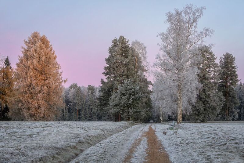 павловск, павловский парк, пейзаж, природа, утро, рассвет, ноябрь, осень, Морозное утро ноября в Павловском парке.photo preview