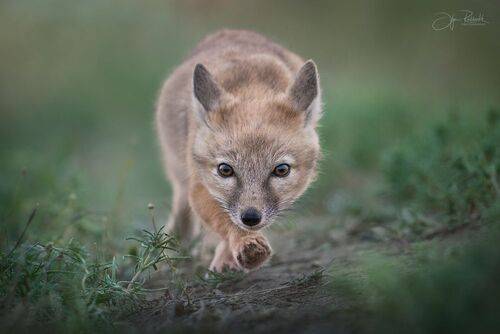 Юный хищник