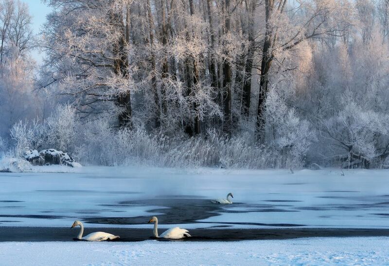 Лебединое озеро Сказка лебединого озераphoto preview
