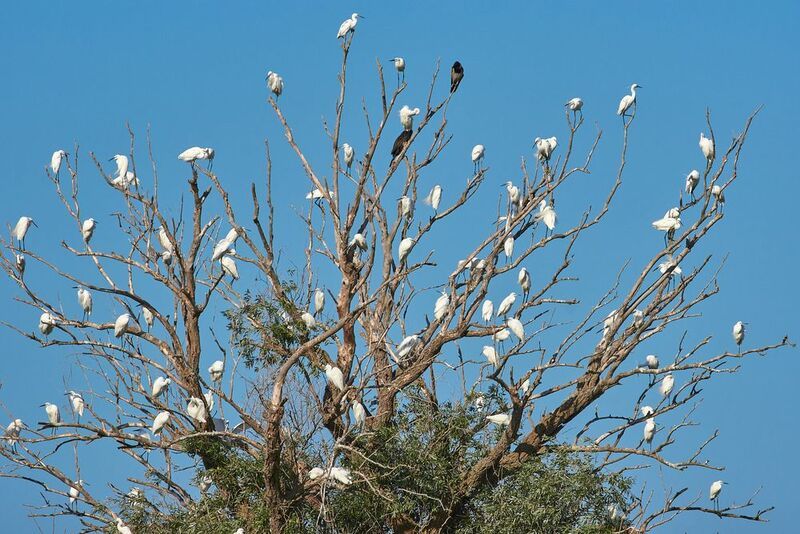 цапли, астрахань,  Цапельникphoto preview