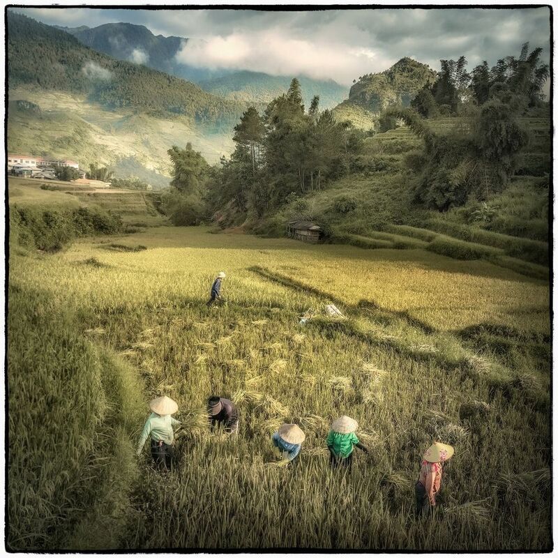 Жнецы. Вьетнамphoto preview