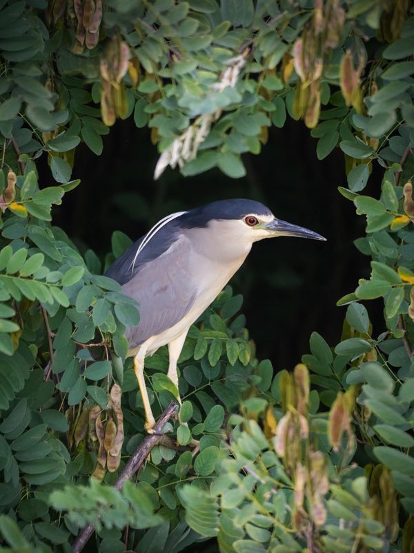 #wildlife #bird Night heronphoto preview