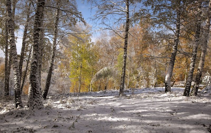 осень октябрь первый снег ...photo preview