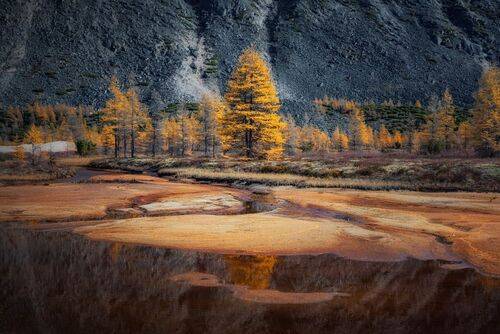 Золото колымских лиственниц