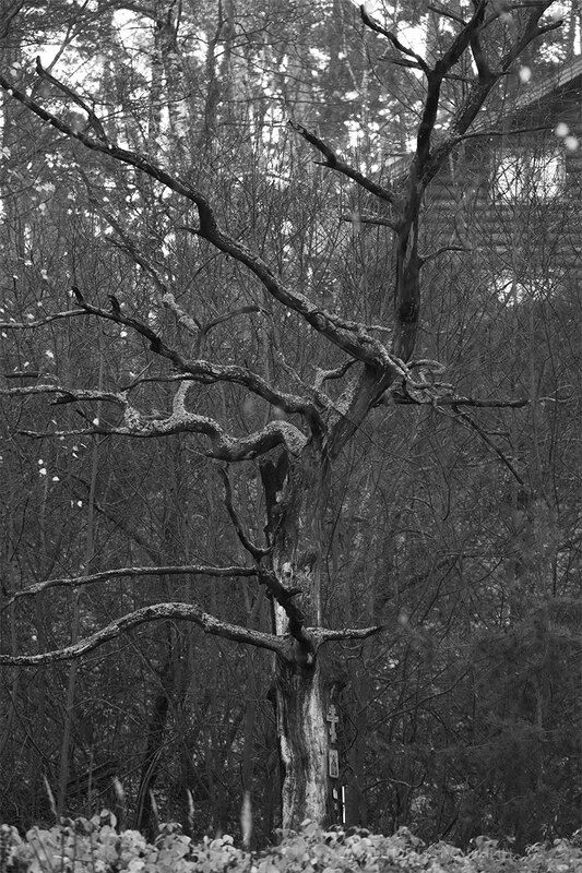 Старое дерево фото превью