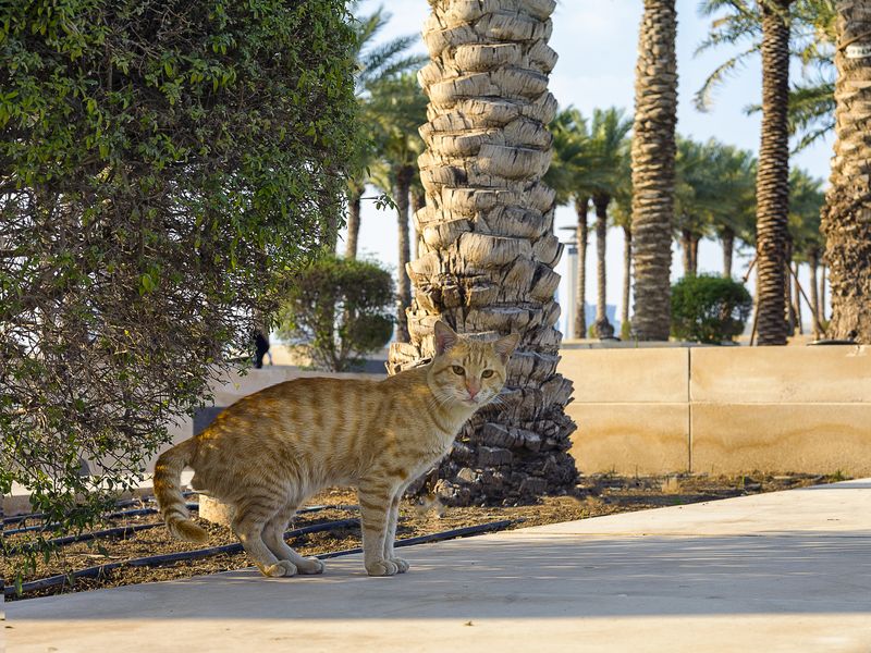 Котяphoto preview