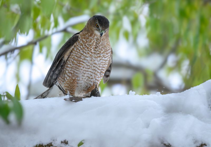 Cooper\\\'s hawkphoto preview