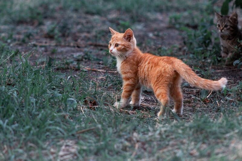 дворовые котята Рыжик и компания.photo preview