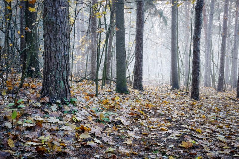 лес, деревья, листва, осень В осеннем лесуphoto preview