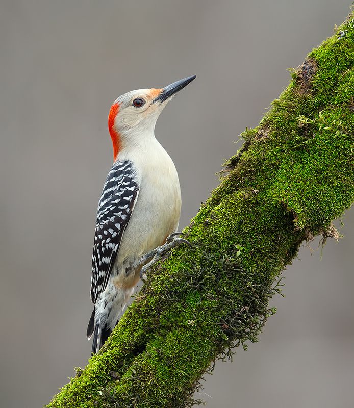 дятел, каролинский меланерпес, red-bellied woodpecker, woodpecker Red-bellied Woodpecker female - Каролинский меланерпесphoto preview