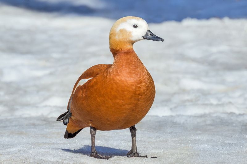 Невеста.photo preview