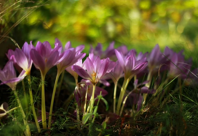 безвременник,осень с любовью из сентябряphoto preview