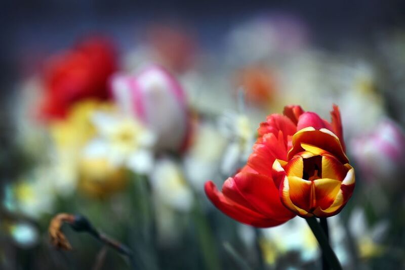 тюльпаныphoto preview