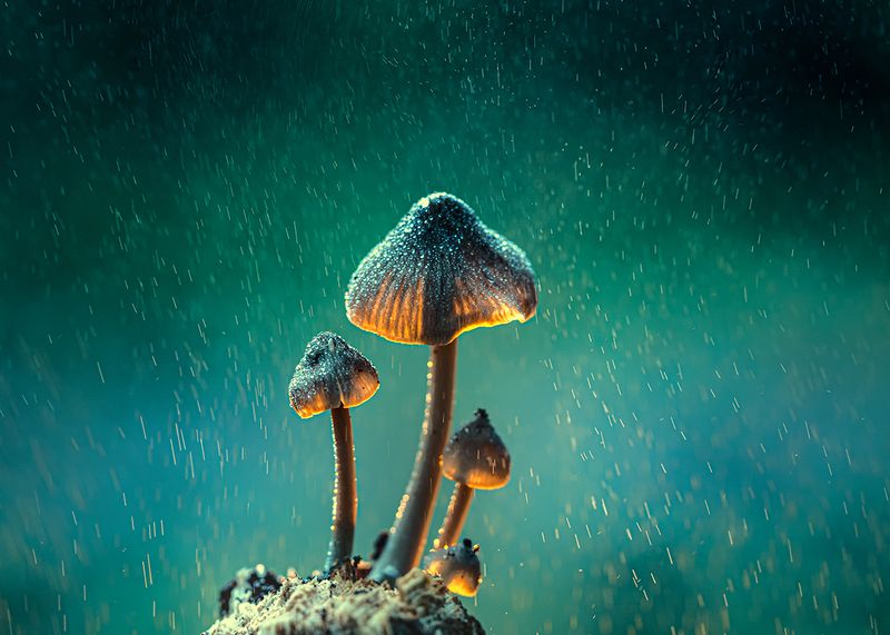 осень, лес, грибы, макро Грибные историиphoto preview