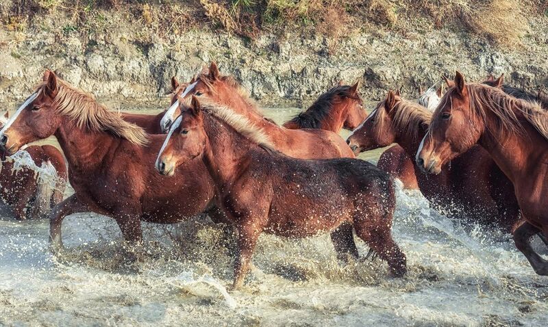 кони, водопой, На водопое.photo preview