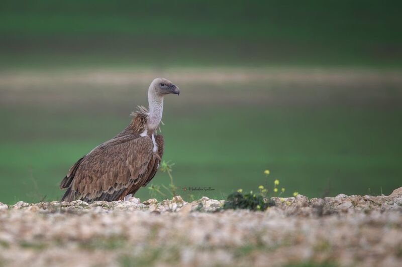 фотоохота, птица, сип, осень, птицы, белоголовый сип Сип белоголовый.photo preview
