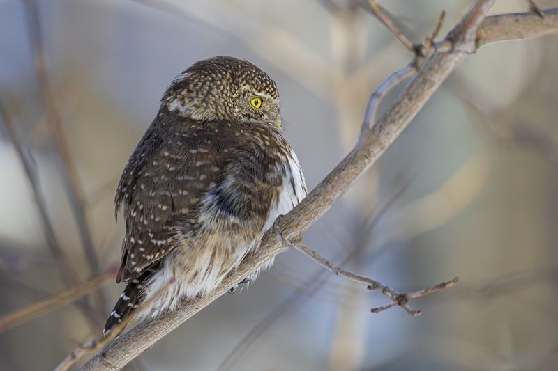 воробьиный сычик, воробьиный сыч, сова, птицы,, красная книга Воробьиный сычикphoto preview