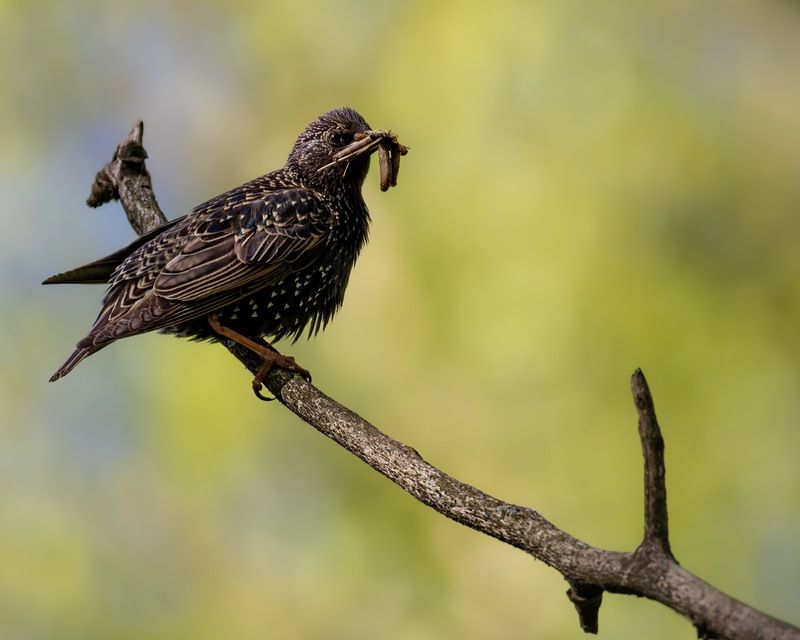 скворец, птицы Кормилецphoto preview