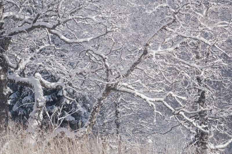 зима, лес, ветви, снег, мороз, природа, пейзаж, свет, утро, дыхание природы, зимний пейзаж, спокойствие, равновесие, winter, forest, branches, snow, frost, nature, landscape, light, morning, stillness, balance, calm, winter landscape Тишина ветвей фото превью
