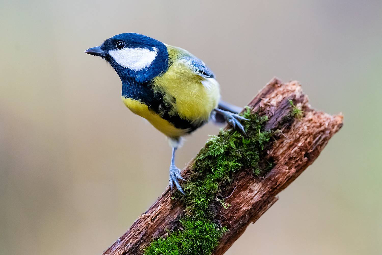 , Абросимов Александр