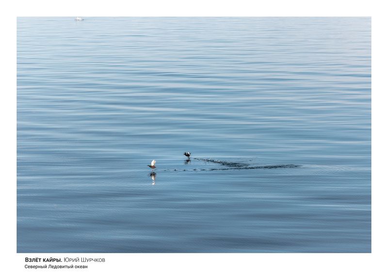кайра, арктика Взлет кайрыphoto preview
