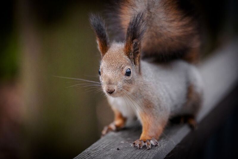 белки, и, орехи) Белки и орехи) фото превью