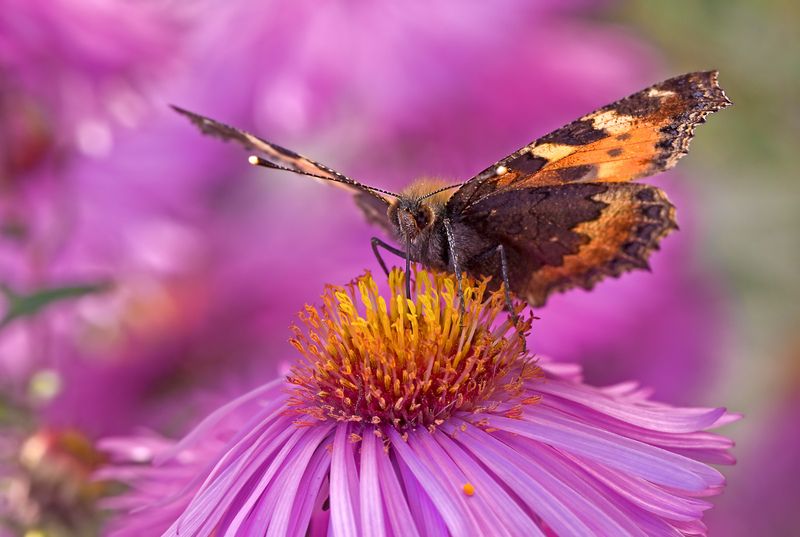 насекомые, бабочка, нимфалида, крапивница, осень, сентябрь Крапивница в сентябре фото превью