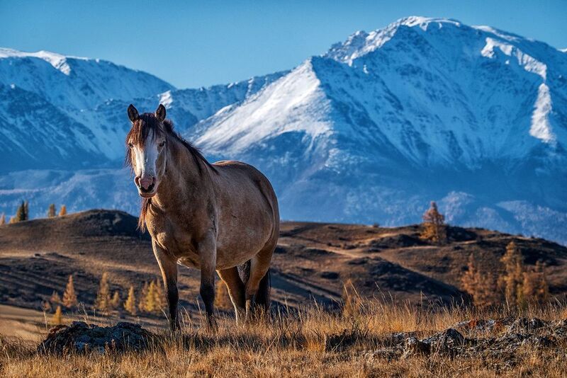 Душа Алтаяphoto preview