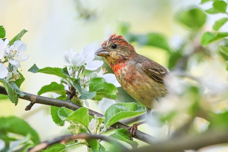 чечевица, птицы, весна, яблоня Чечевица и цветущая яблоняphoto preview