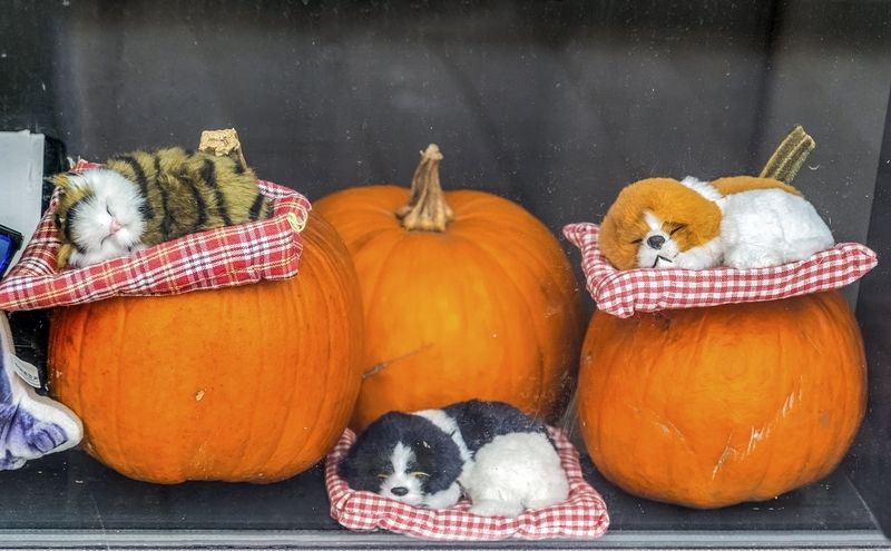 За стеклом витриныphoto preview