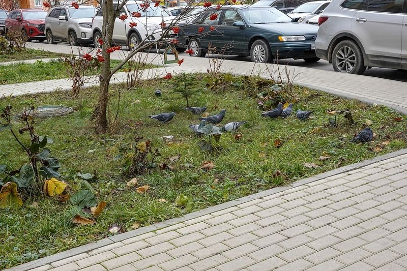 Автомобили и голубиphoto preview