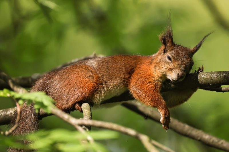 белка, белочка, весна Сладкий сонphoto preview
