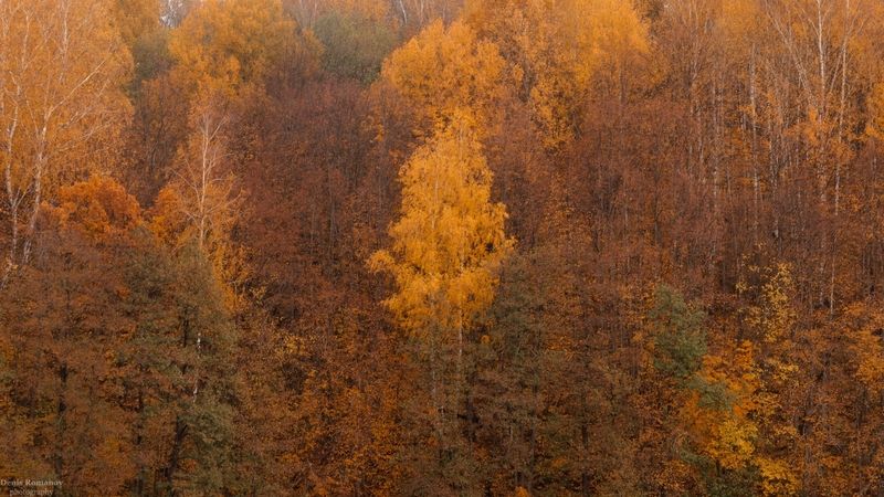 nature, природа, autumn, осень, лес ,forest ***photo preview