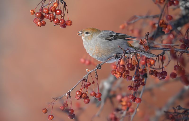 Pine grosbeak (f)photo preview