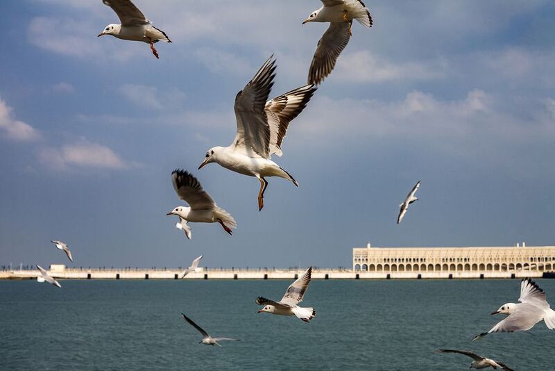 Чайкиphoto preview