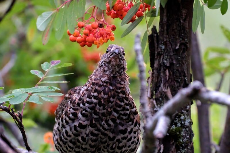 рябчик, красноярские столбы Рябчикphoto preview