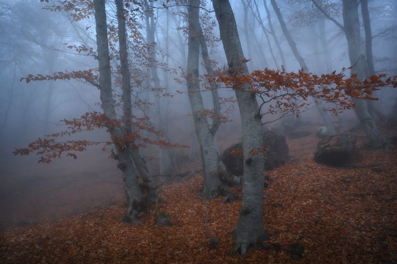 крым, осень, лес, демерджи, туман, фототур в крым осенью Там за туманамиphoto preview