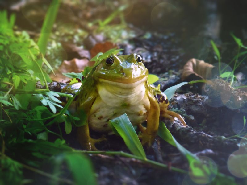 лягушка, лес Улыбка Моны Лизыphoto preview