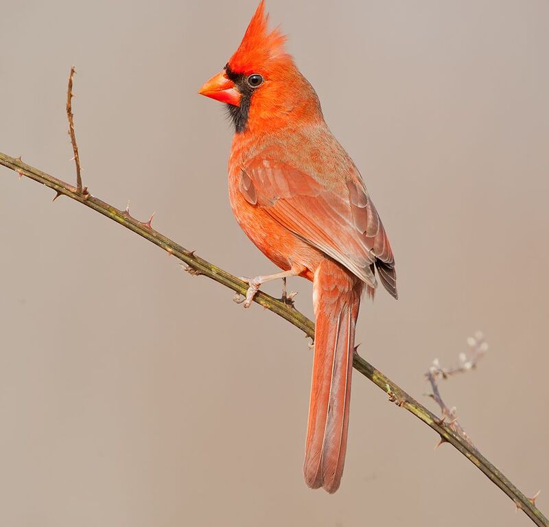 красный кардинал, northern cardinal, cardinal,кардинал, зима Northern Cardinal male - Красный кардинал самецphoto preview