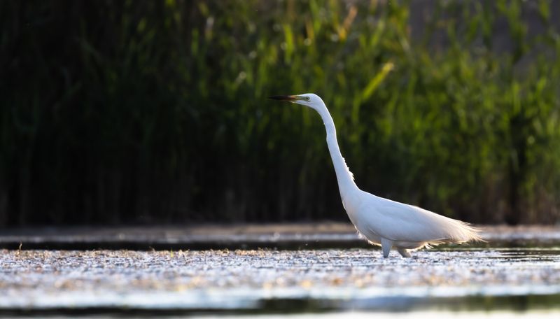 Вечерние прогулки... photo preview