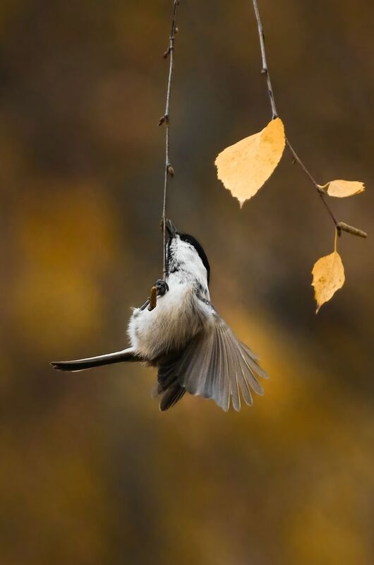 пухляк, буроголовая гаичка, willow tit, Poecile montanus, птица, дикая природа, лесная птица, bird, wild bird, tit, синица, small bird, brown cap, птицы России, birdwatching, nature, wildlife photography, close‑up bird Пухляк / Willow Tit / Poecile montanusphoto preview