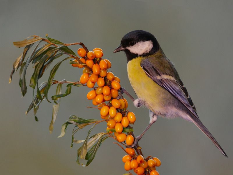 большая синица, parus major, облепиха крушиновидная, hippophae rhamnoides, кладовая солнца, Кладовая солнцаphoto preview