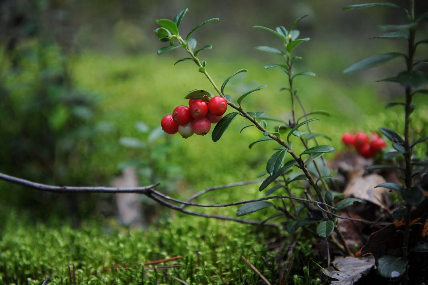 , Васильева Дарья